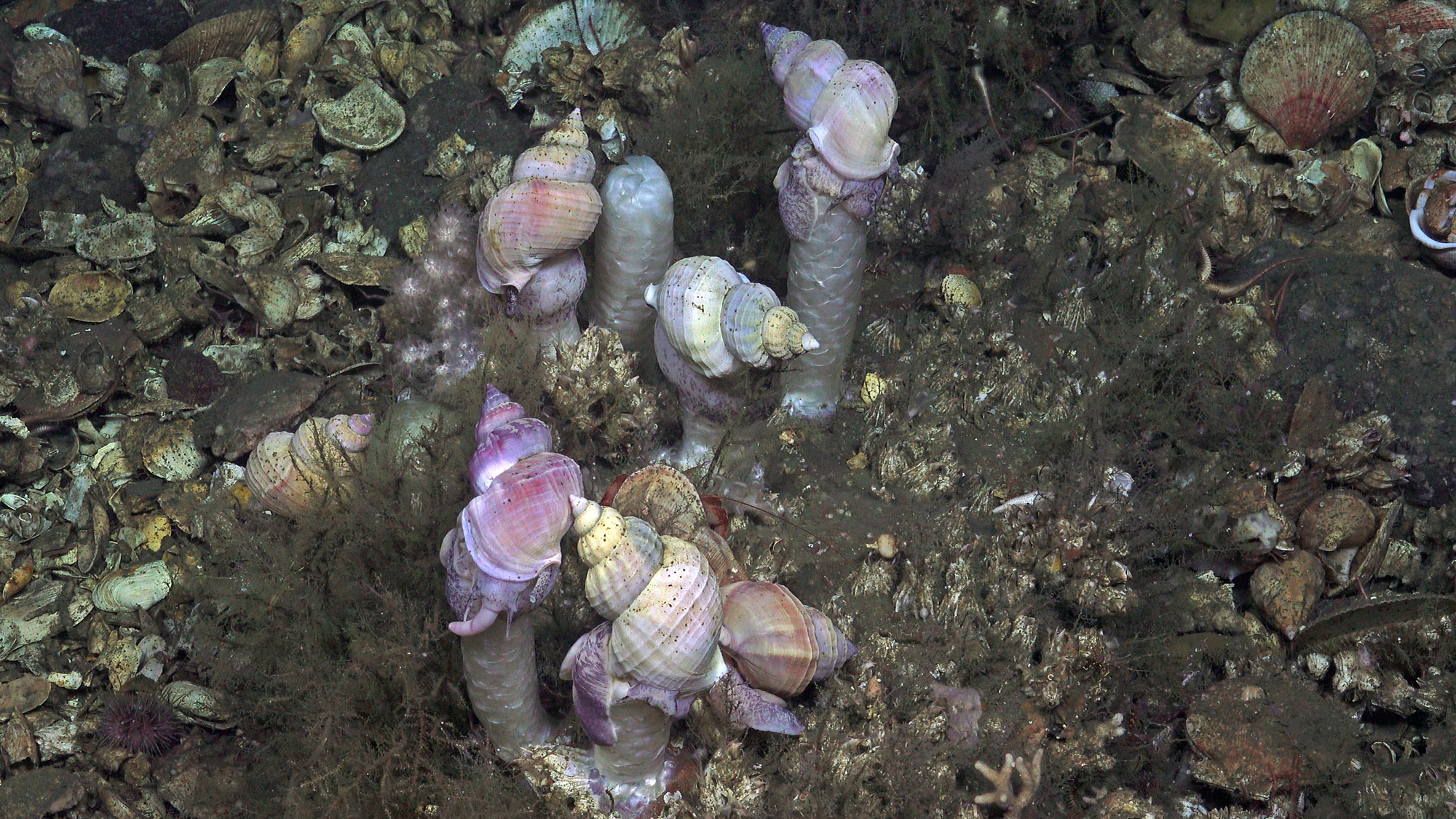 Bilde av havbunn dekket av skjell og busklignenede små vekster. På noen høye tårn sitter det snegler i ulike fargenyanser fra hvitt til lilla.