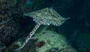 Piggskate med detaljert rygg-mønster