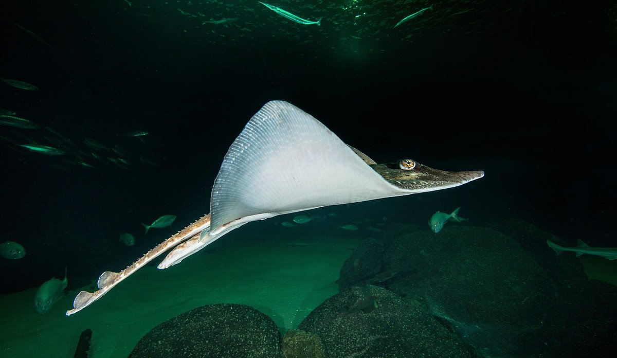 Skate svømmende over steiner med fisker i bakgrunnen.