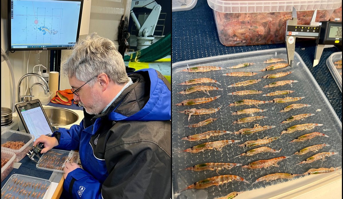 
Gjennomsnittslengde på krillen var 42,6 mm lange. Foto: Bjørn Krafft/HI