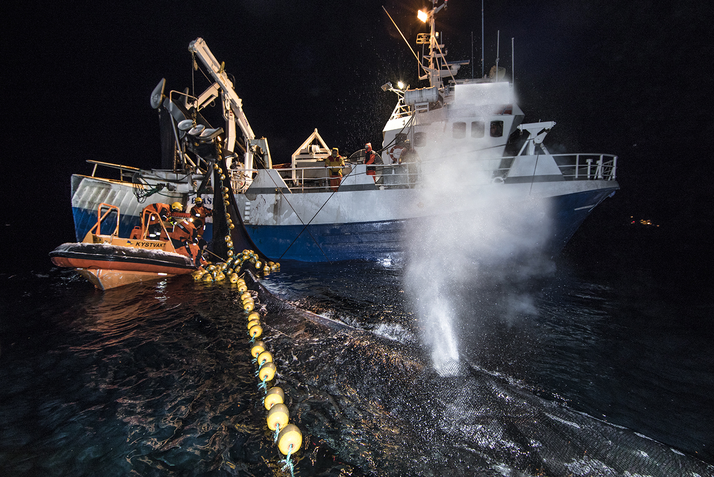 fiskebåt med liten kystvaktbåt der mannskapet står med hov ned i en tettpakket fiskenot med gule blåser på, der en sky av luft og vann står opp, fra en hval fanget i nota. Mørk kveld 