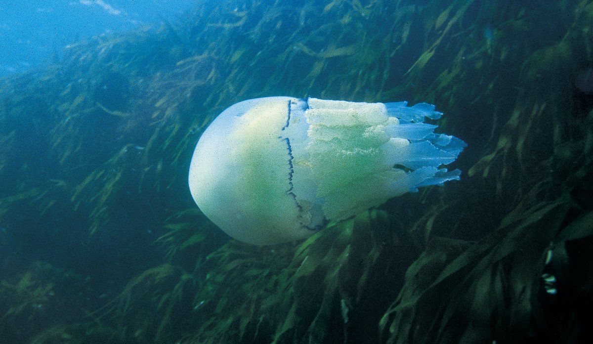 Lungemanet ved en tareskog