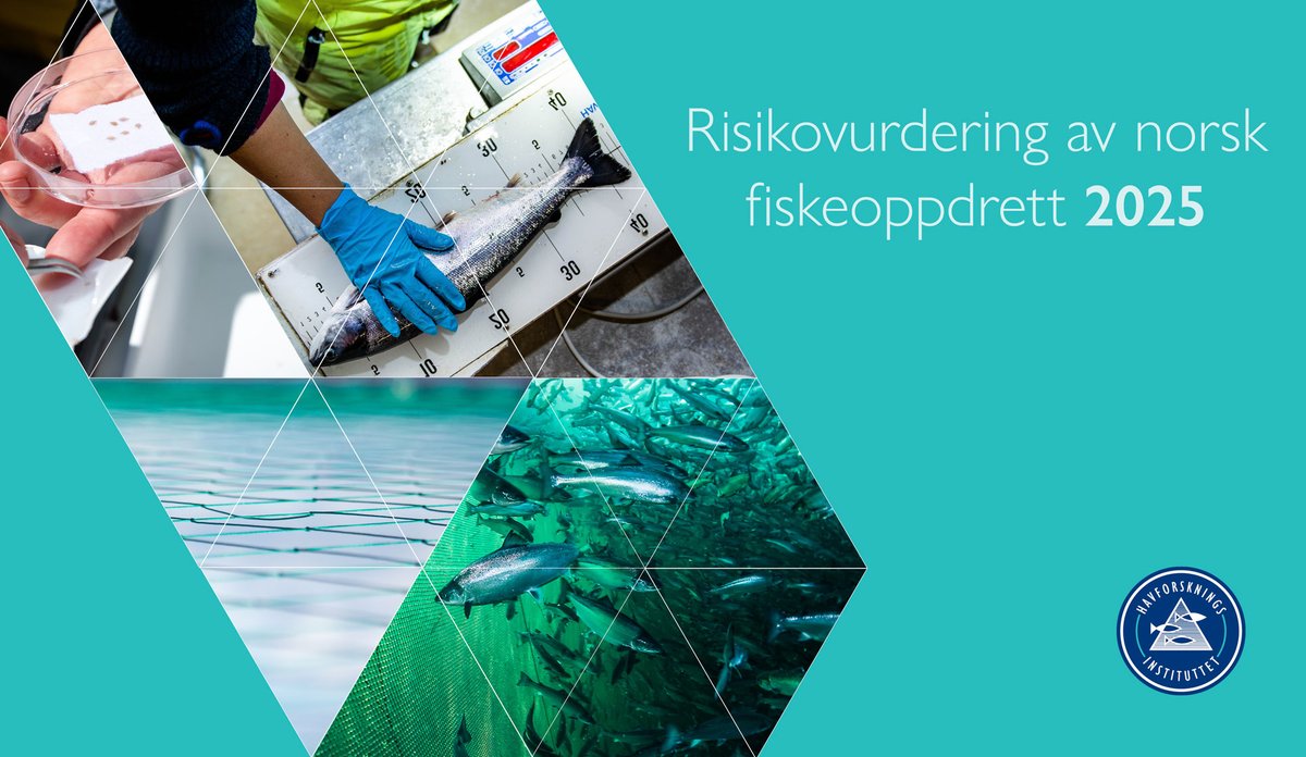 
kollasj av fisk i merd, fisk på et målebrett og så en petriskål. på bildet står teksten risikovurdering av norsk fiskeoppdrett 2025