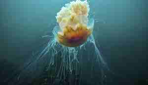 Rød brenmanet fra siden