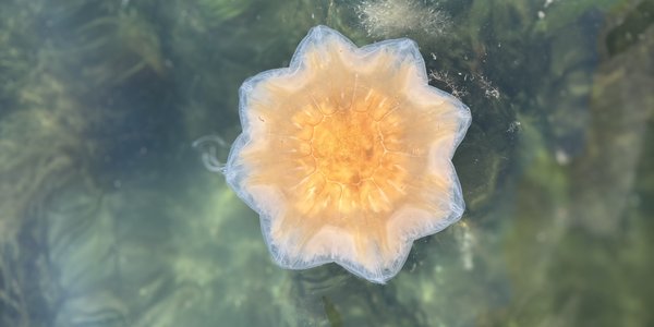 

kollasj av mange små glasmaneter og brennmaneter