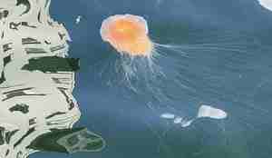 Rød brennmanet sett fra overflaten