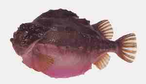 Rognkall med rosa mage og røde detaljer