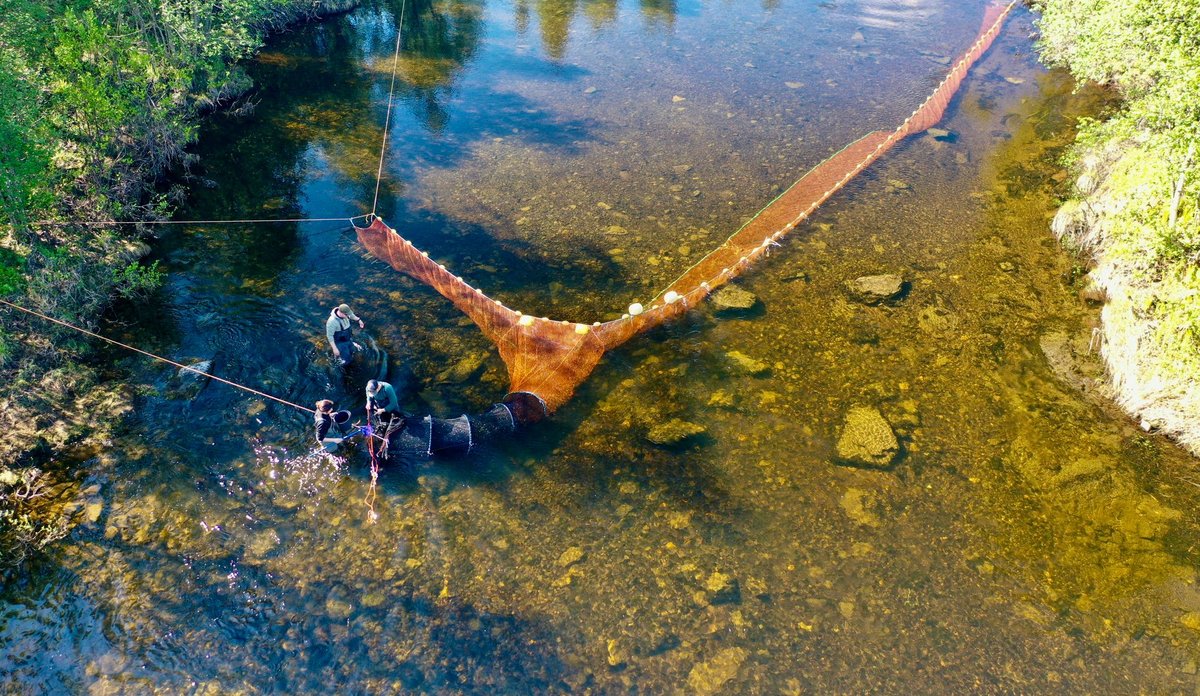 
Tre personer står ute i elva og røkter en smoltfelle. 