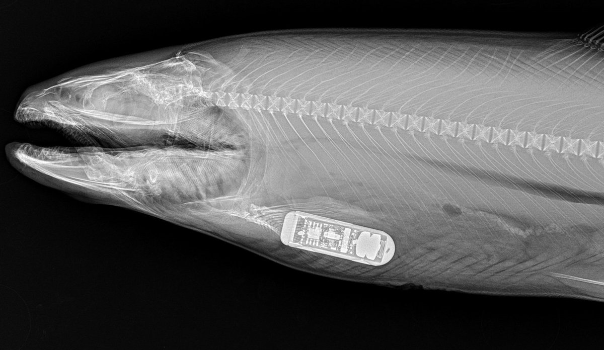 Røntgen av laks med brikke som er operert inn