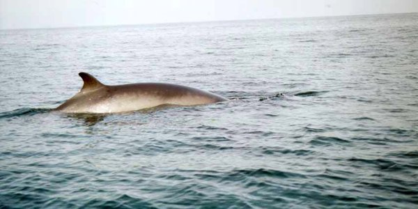 

Ryggen og ryggfinnen til en vågehval stikker opp av vannet