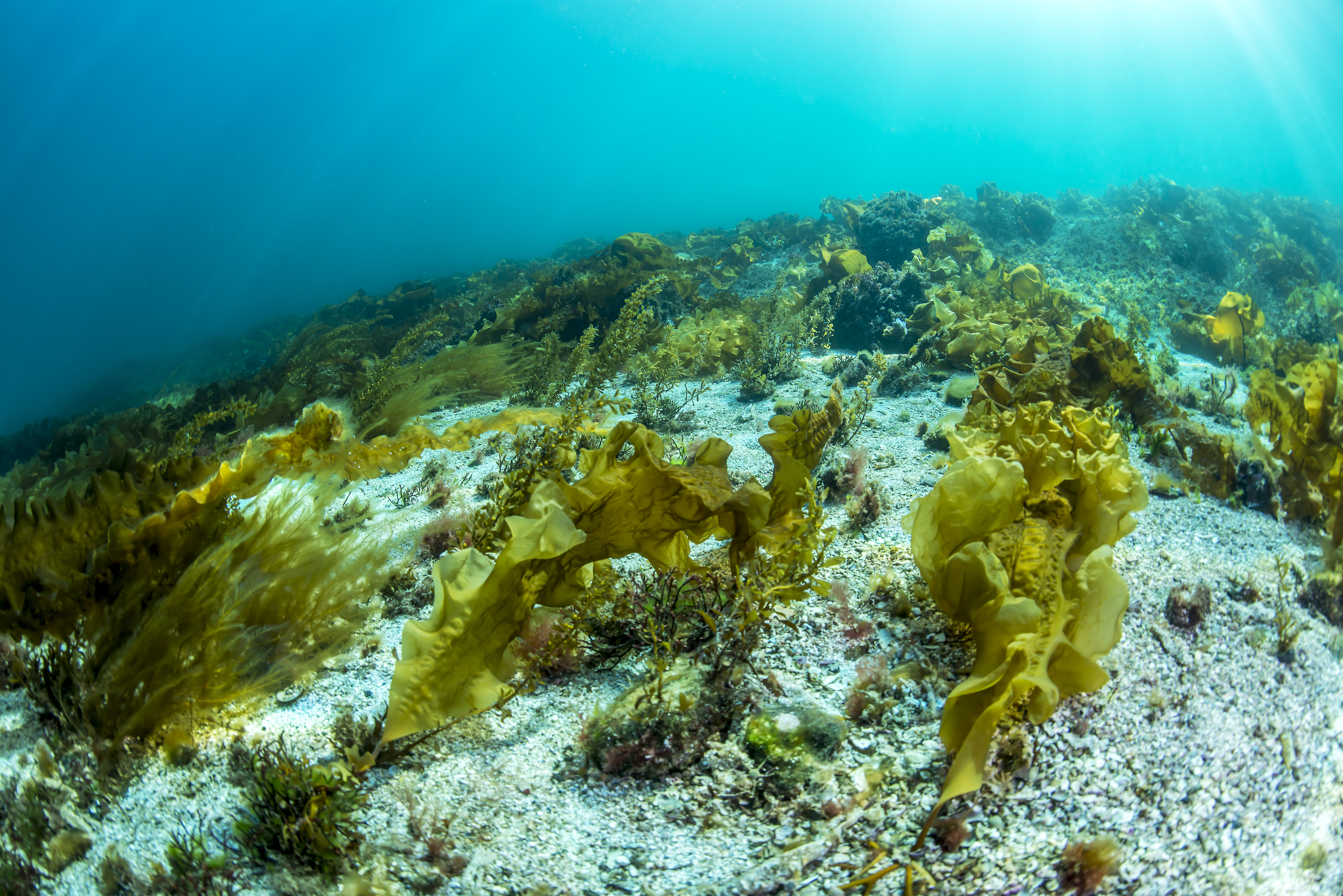 store tareblader på havbunnen