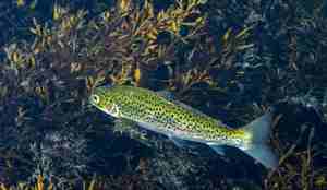 Ørret med veldig grøn-aktig rygg og svarte prikker