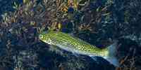 

Brown trout with very green back, and black dots