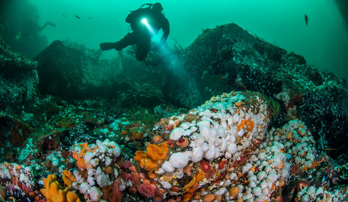 
Diver with a headlight hovers over the seafloor.