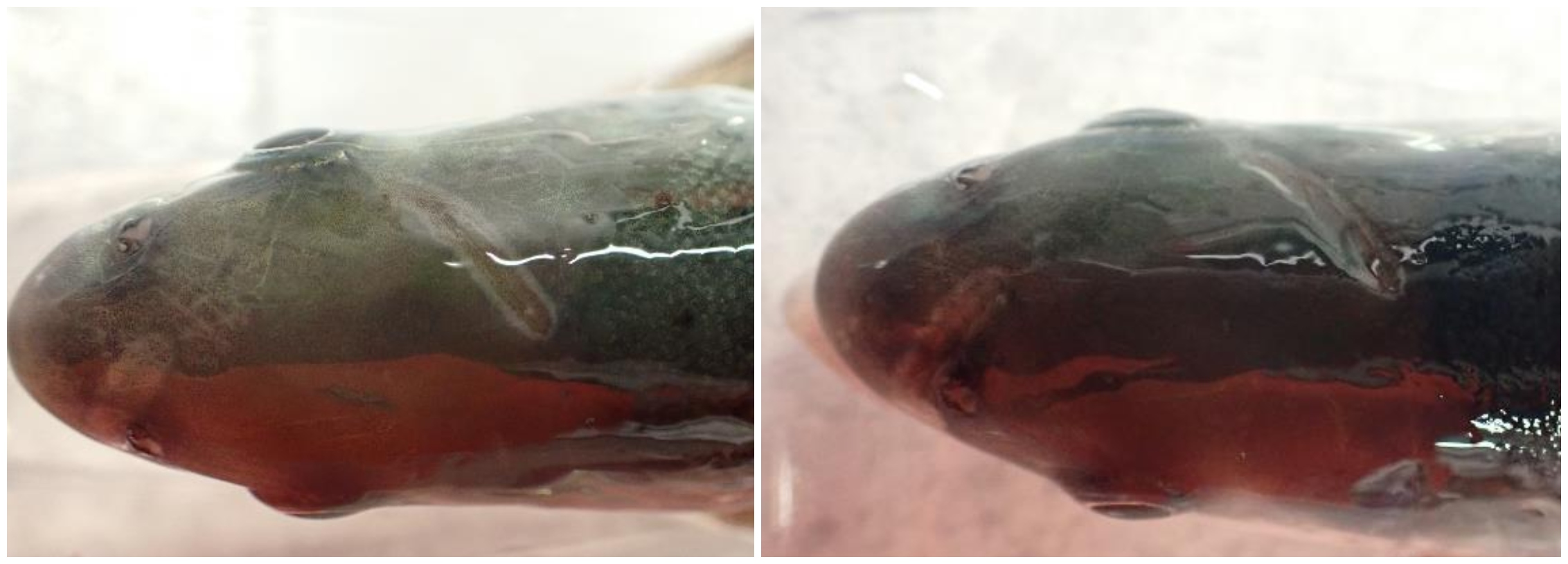 Samme fisken med to veker mellomrom. Et stripe på hovudet har vorte til ei fure