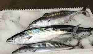 Fire fisk i kjøleboks.