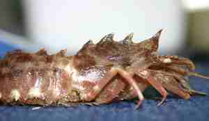 Sclerocrangon ferox, piggishavsreke.