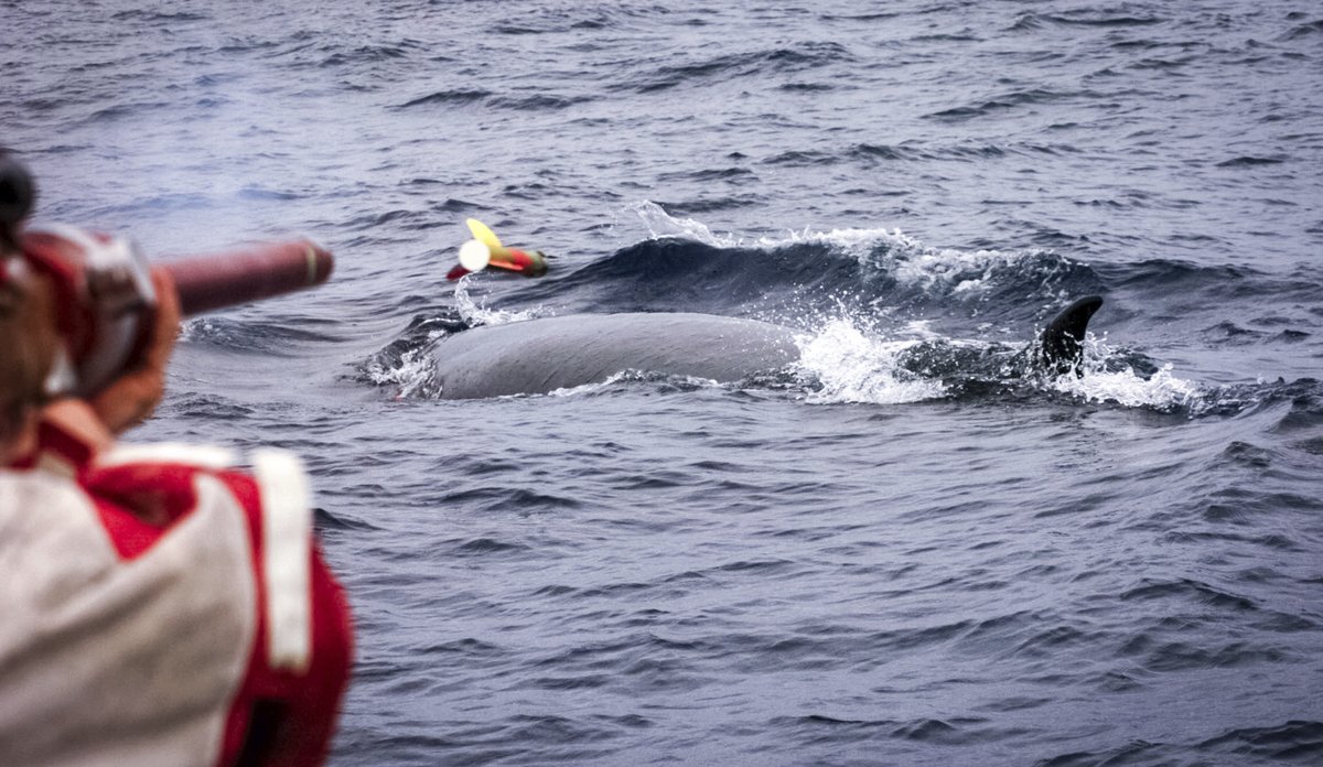 
En person skyter en merkepil mot en seikval som akkurat har ryggen over vannoverflaten