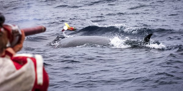 

En person skyter en merkepil mot en seikval som akkurat har ryggen over vannoverflaten