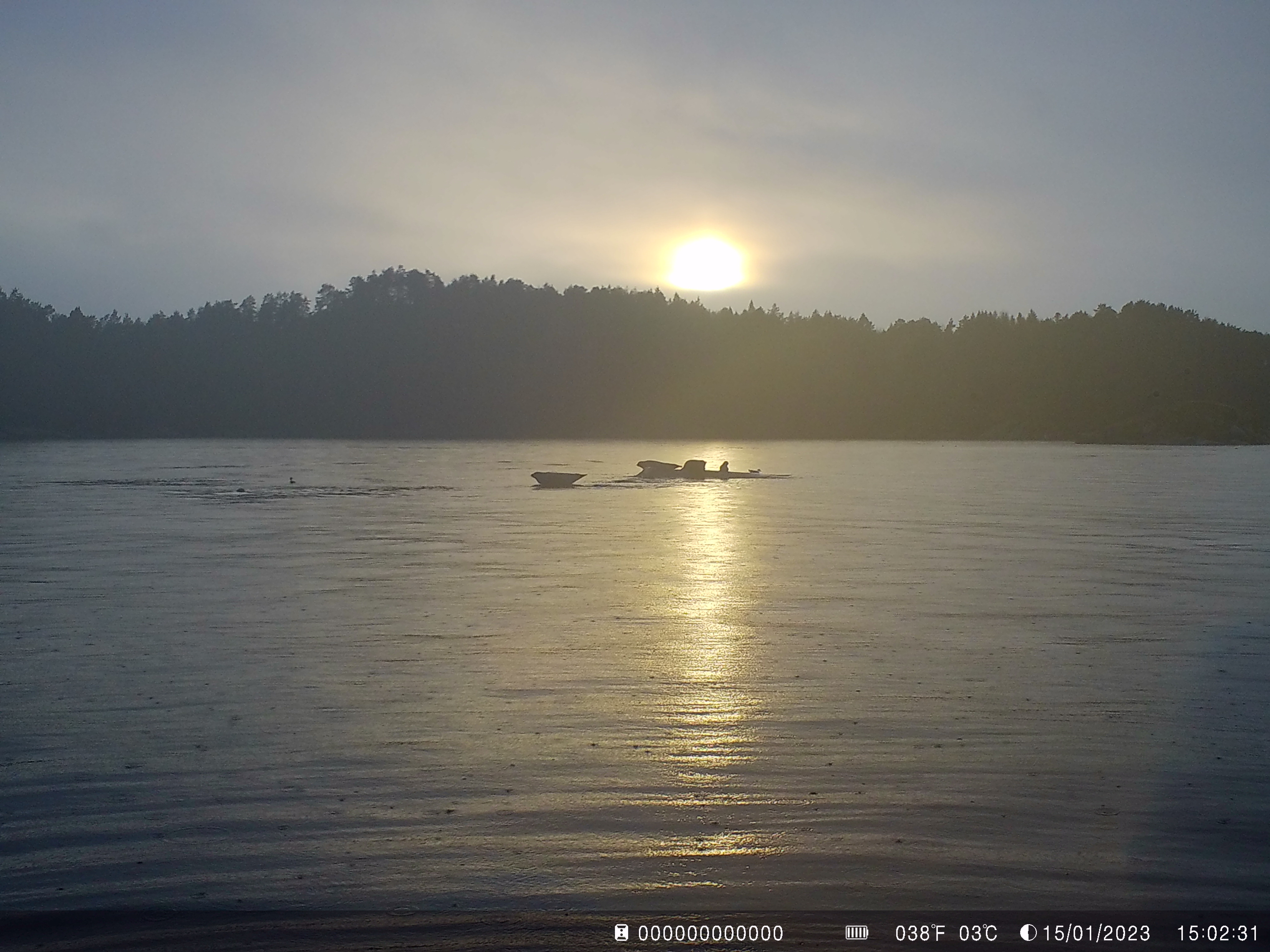 Fire seler kviler på et skjær ute på fjorden.