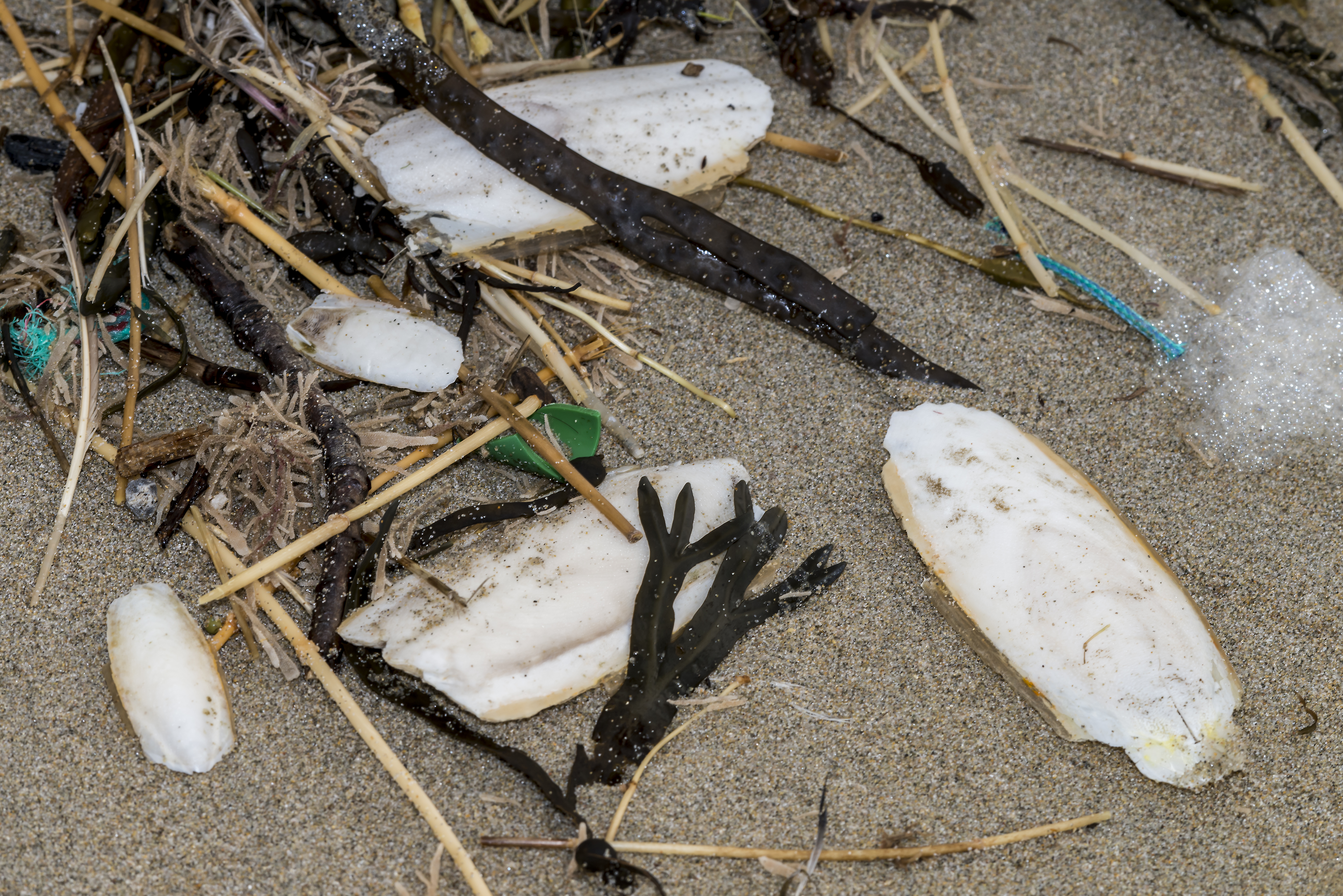 sepiaskall (hvalsprø) fra sepiablekkspruten skylt opp på land