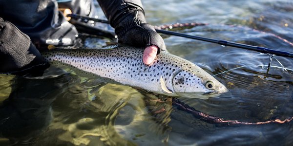 

Foto av en sjøørret som holdes i vannet.
