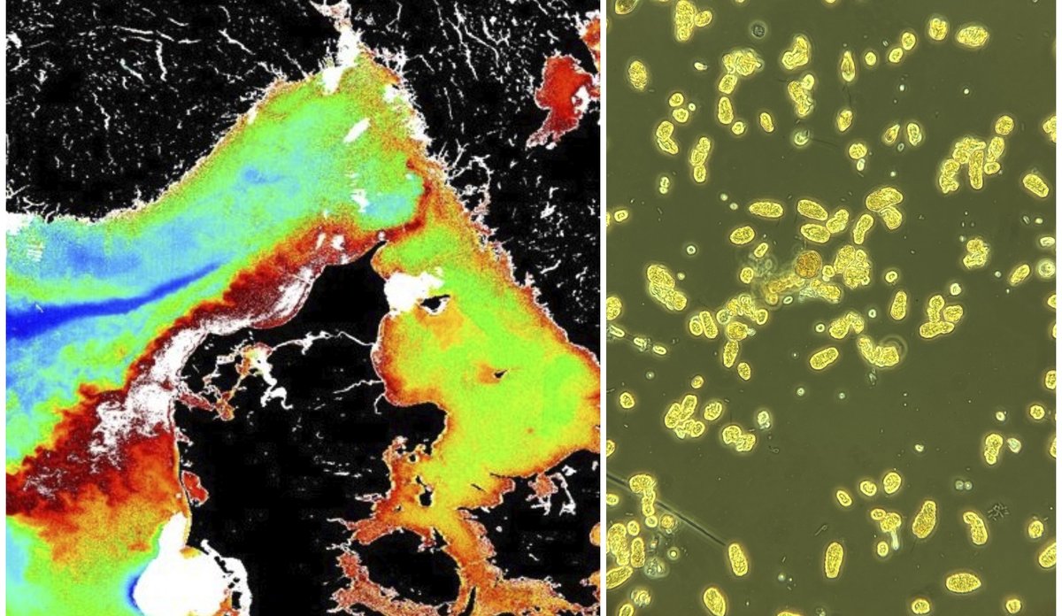 
En kollasj av et kart og en alge. Kartet viser oppblomstring av algen.