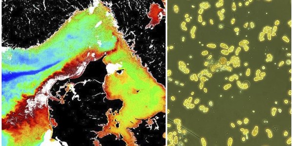 

En kollasj av et kart og en alge. Kartet viser oppblomstring av algen.