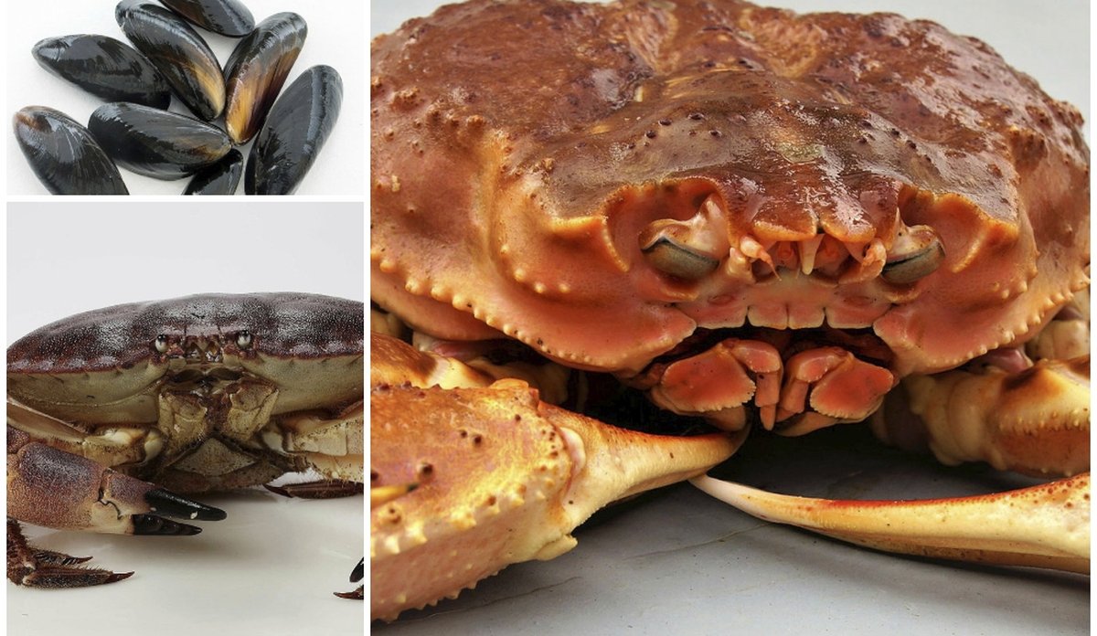 
Bilder av blåskjell, taskekrabbe og snøkrabbe