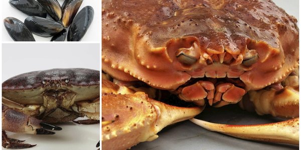 

Bilder av blåskjell, taskekrabbe og snøkrabbe