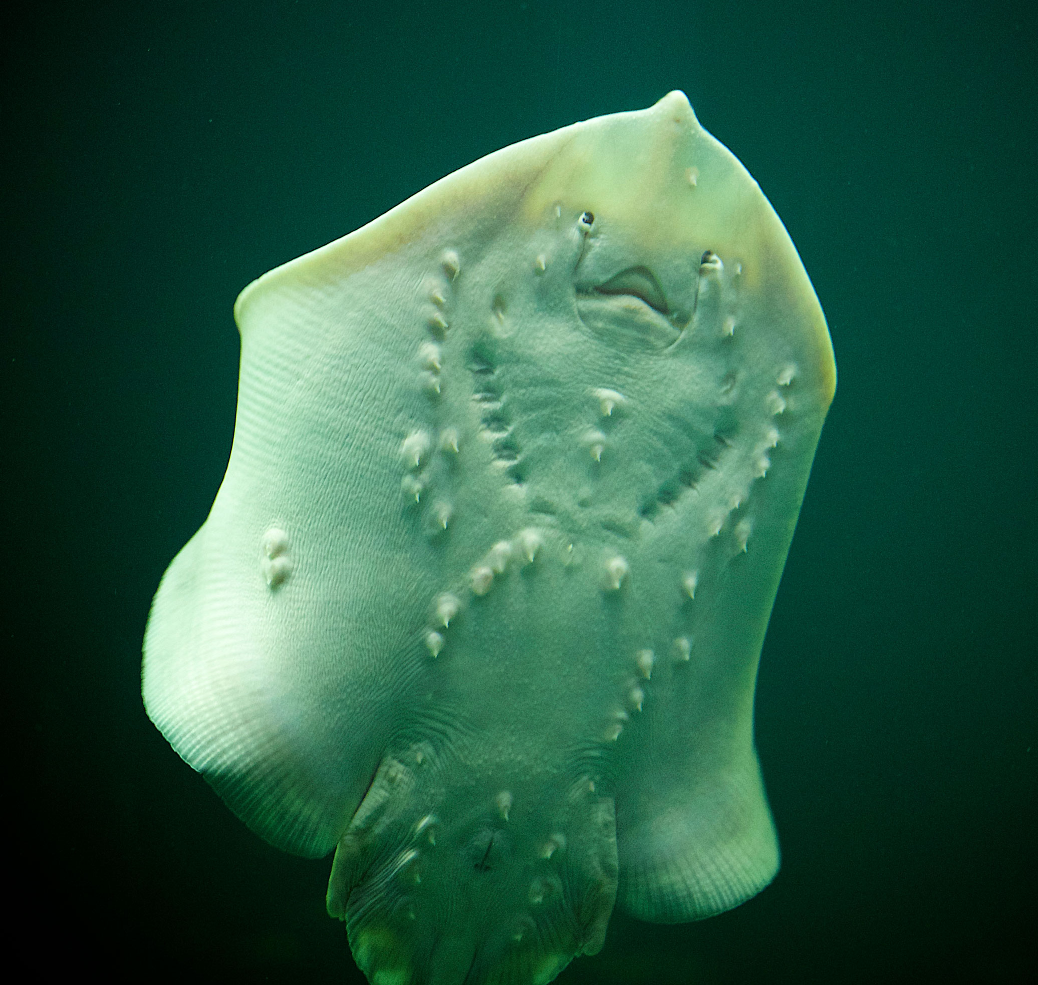 Underside av skate, hvit med flere pigger.