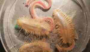 Skjellrygger borstemark fotoAnne