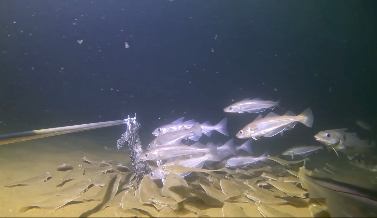 foto av fisk som har strømmet til en undervannsrigg for et gratis måltid