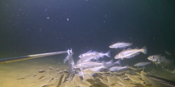 

foto av fisk som har strømmet til en undervannsrigg for et gratis måltid