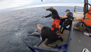 foto av menn i hekken på båt