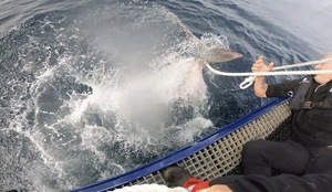 foto av hai som herjer i sjøen