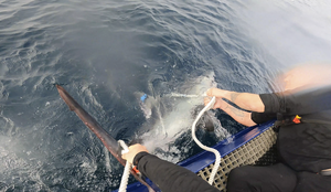 foto av hai som som blir holdt fast med tau i vannet