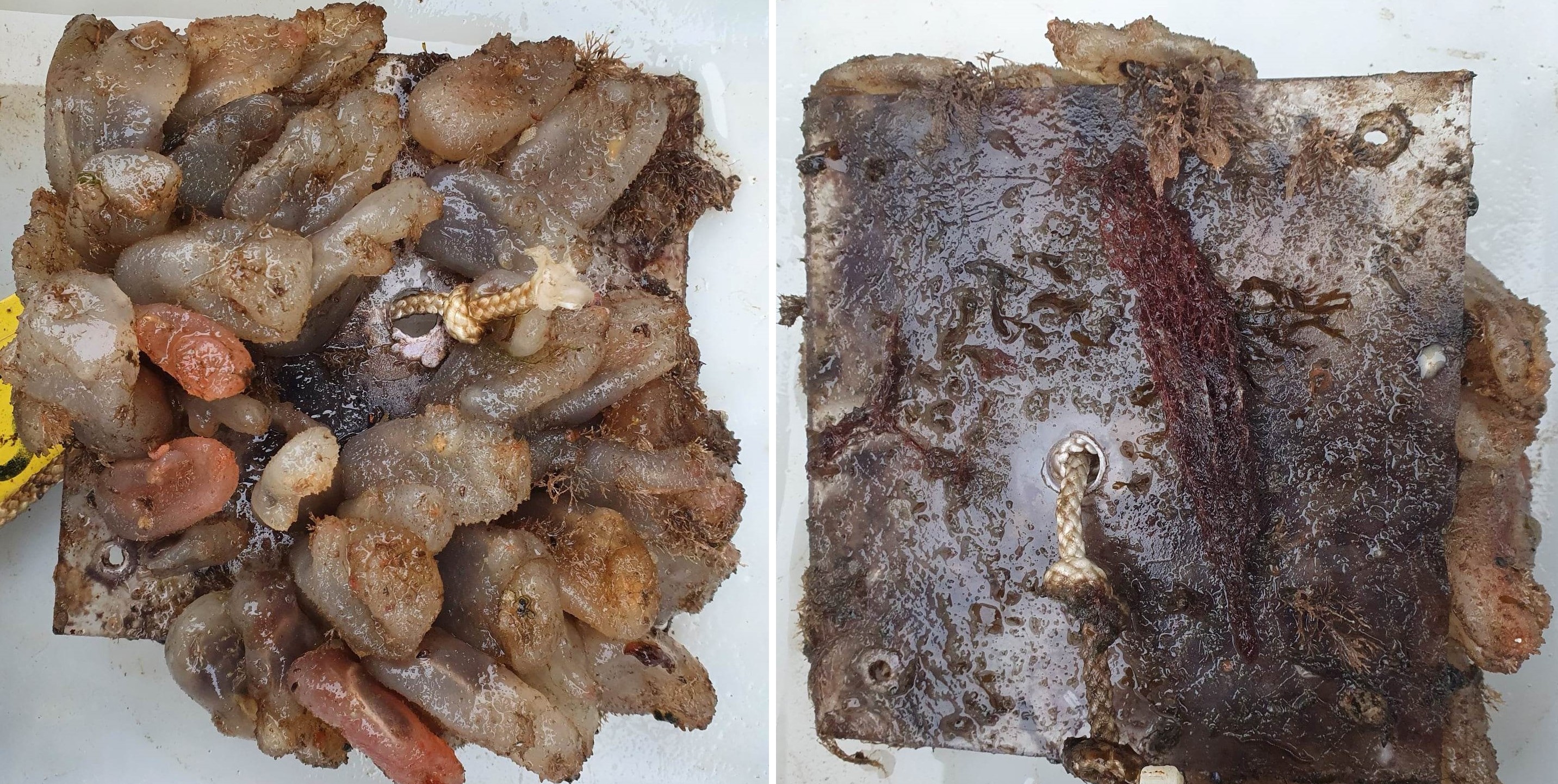 To begroingspanel - den ene fullstendig dekket til av planter og dyr, den andre med mye mindre groe.