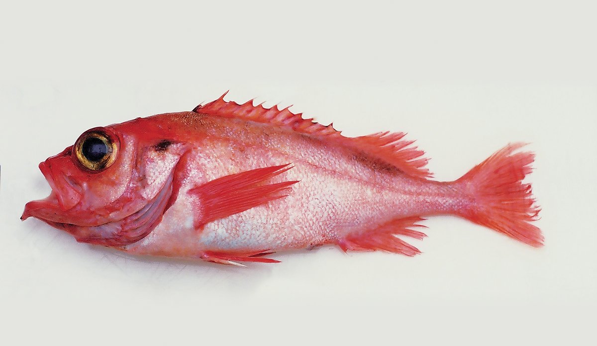 
Snabeluer kvoterådbilde