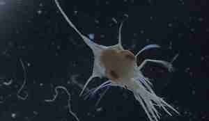 Larve med spisst hode