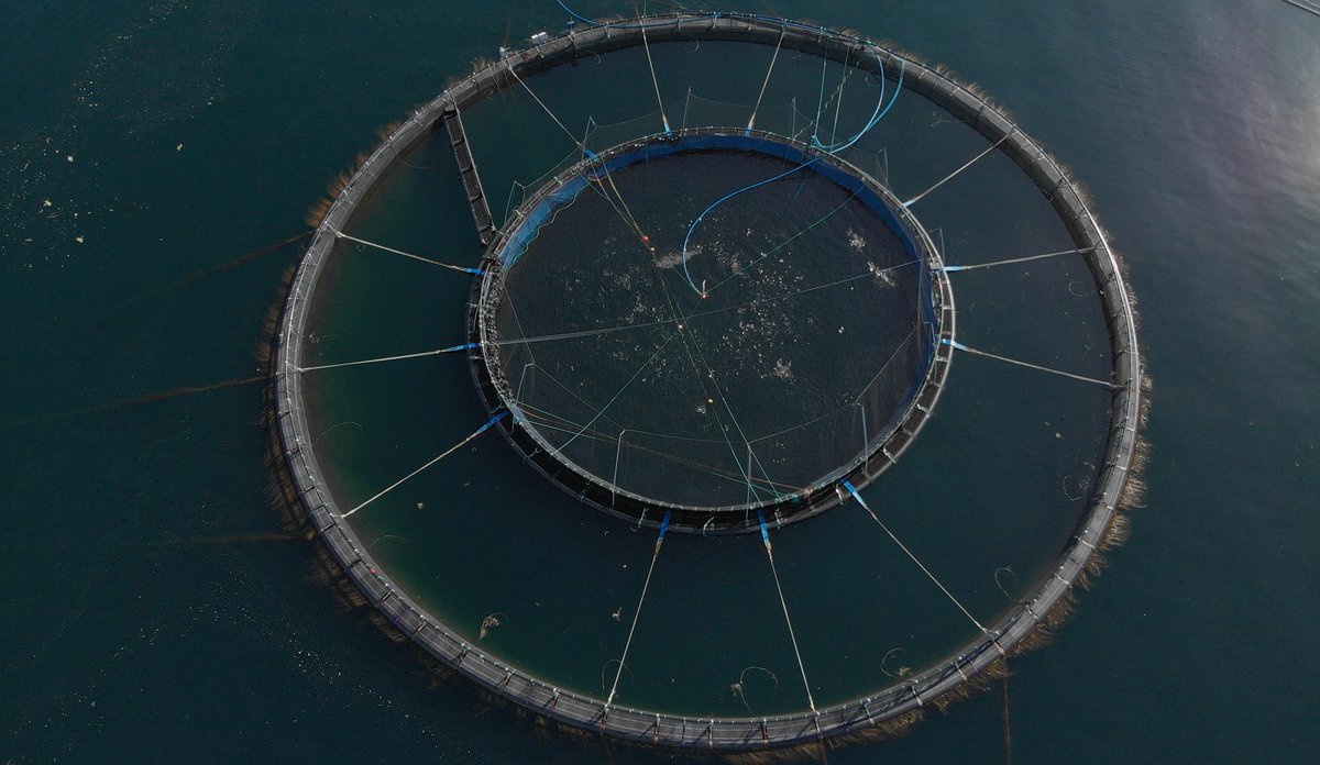 
Stor, rund snorkelmerd sett fra luften.