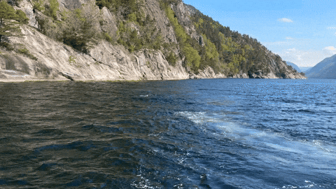 video av spekkhoggere som bryter overflaten