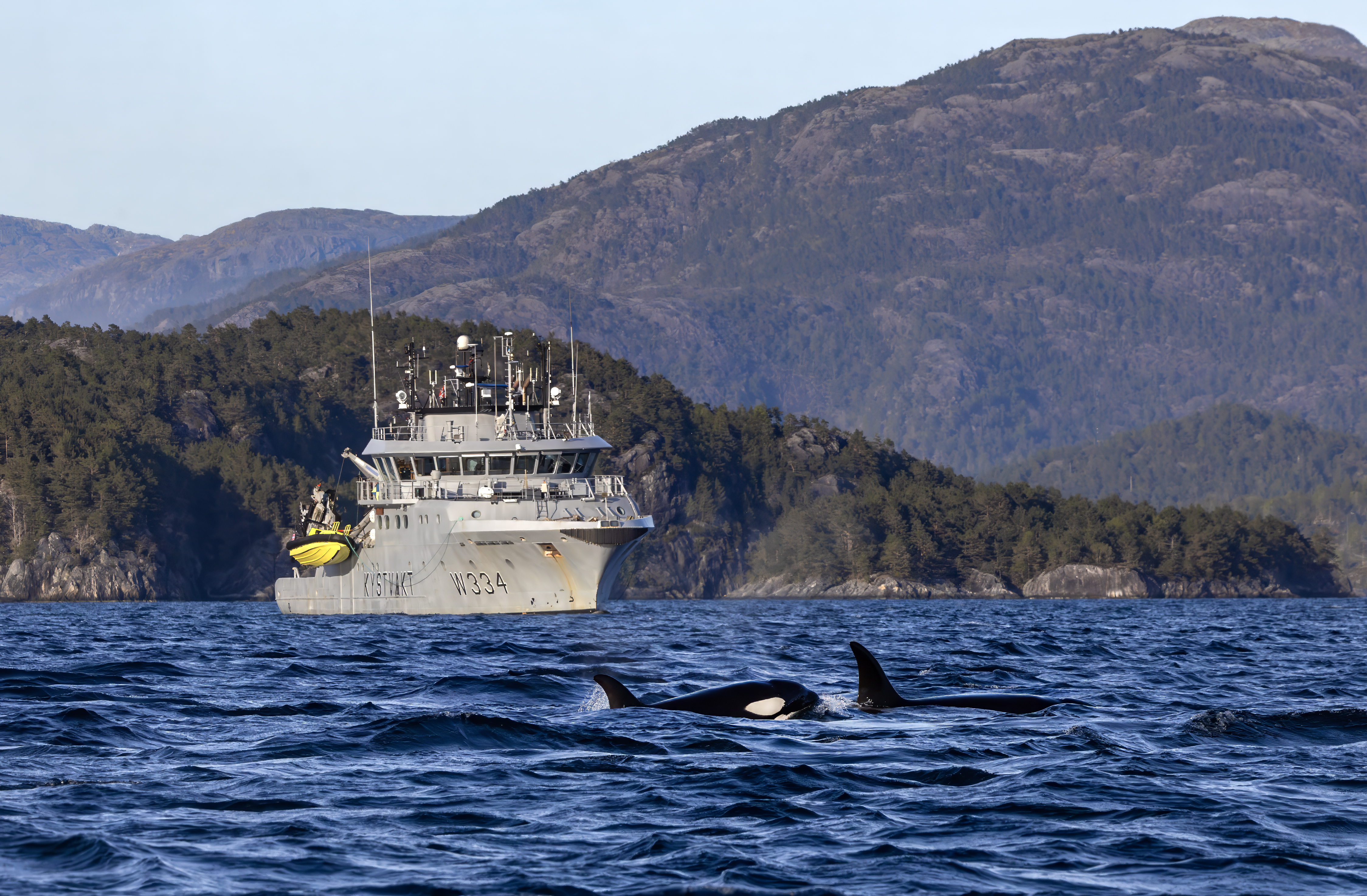 I forgrunnen ser man to spekkhoggere som akkurat bryter vannoverflaten. I bakgrunnen skimtes det grå Kystvakt-fartøyet