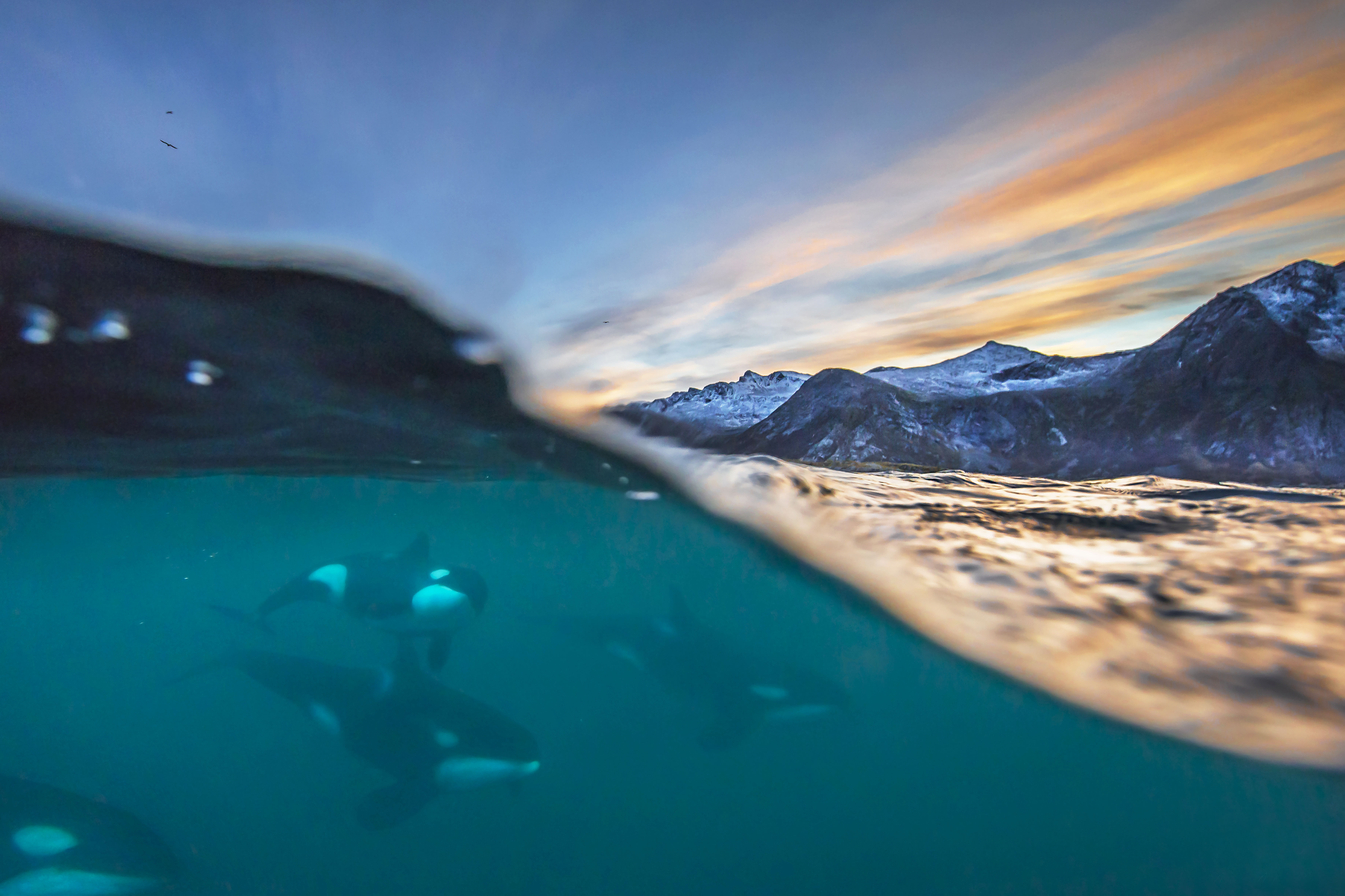 Fire spekkhoggere svømmer i et turkist vann. OVer vannskopern er høye kvitkledde fjell og en fargerik himmel