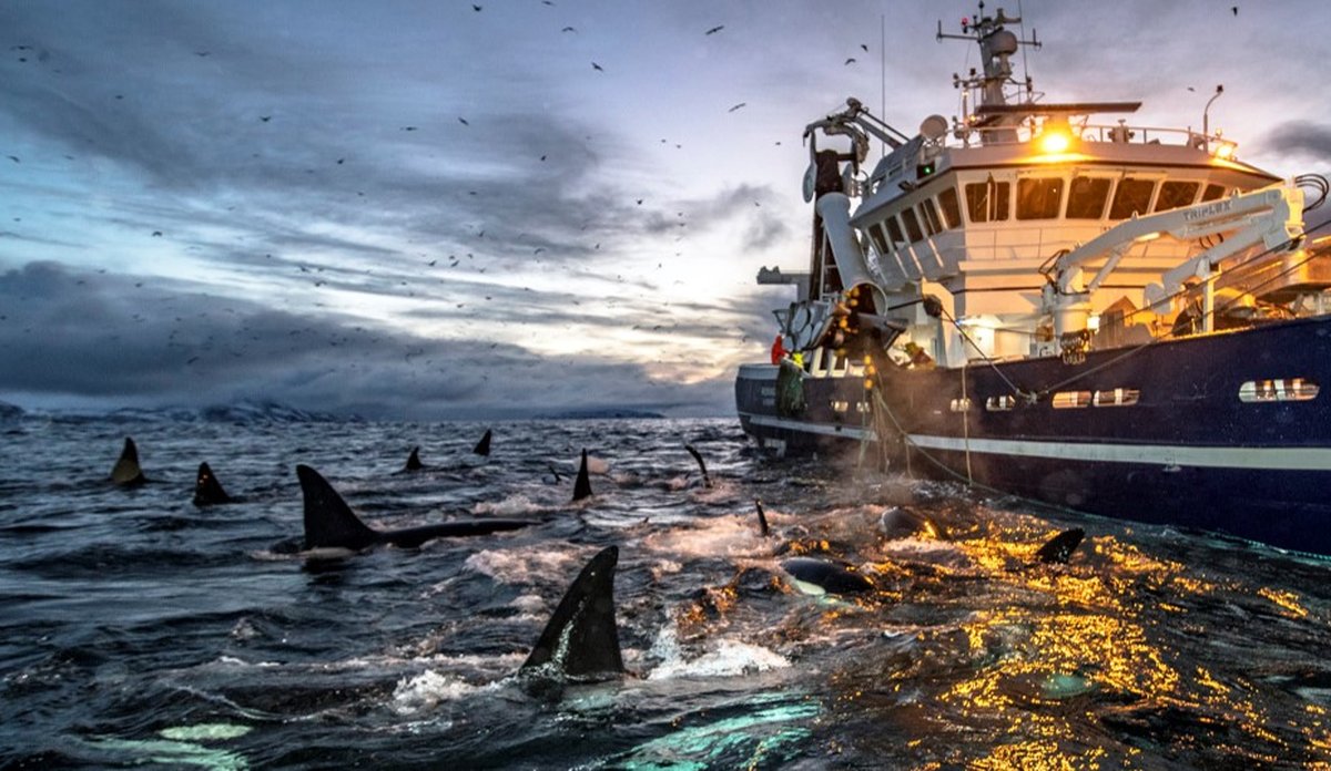 
Spekkhoggere og fiskebåt Audun Rikardsen