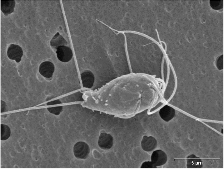 Spironucleus salmonicida