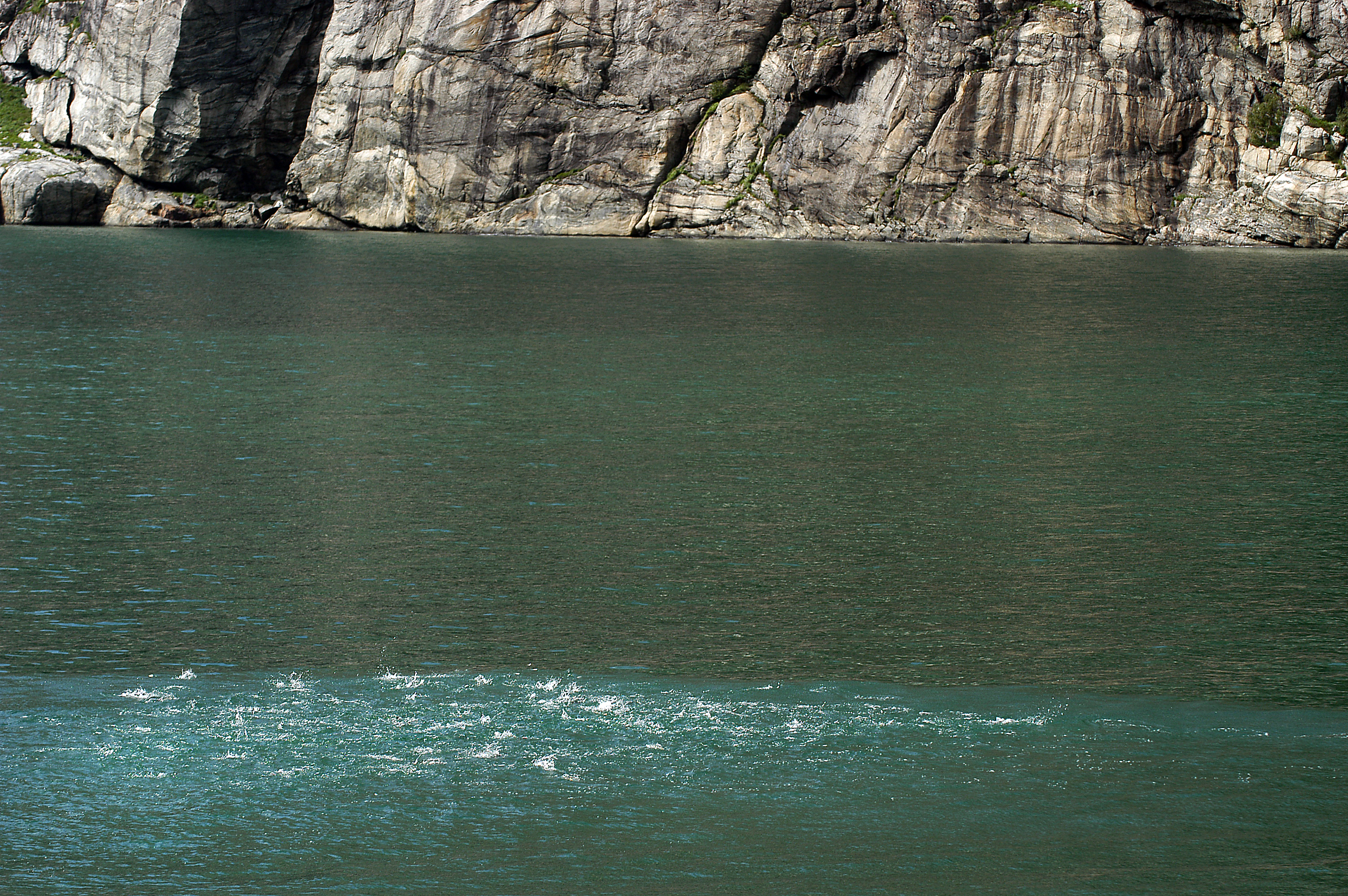 Brisling i vannoverflaten i solskinn