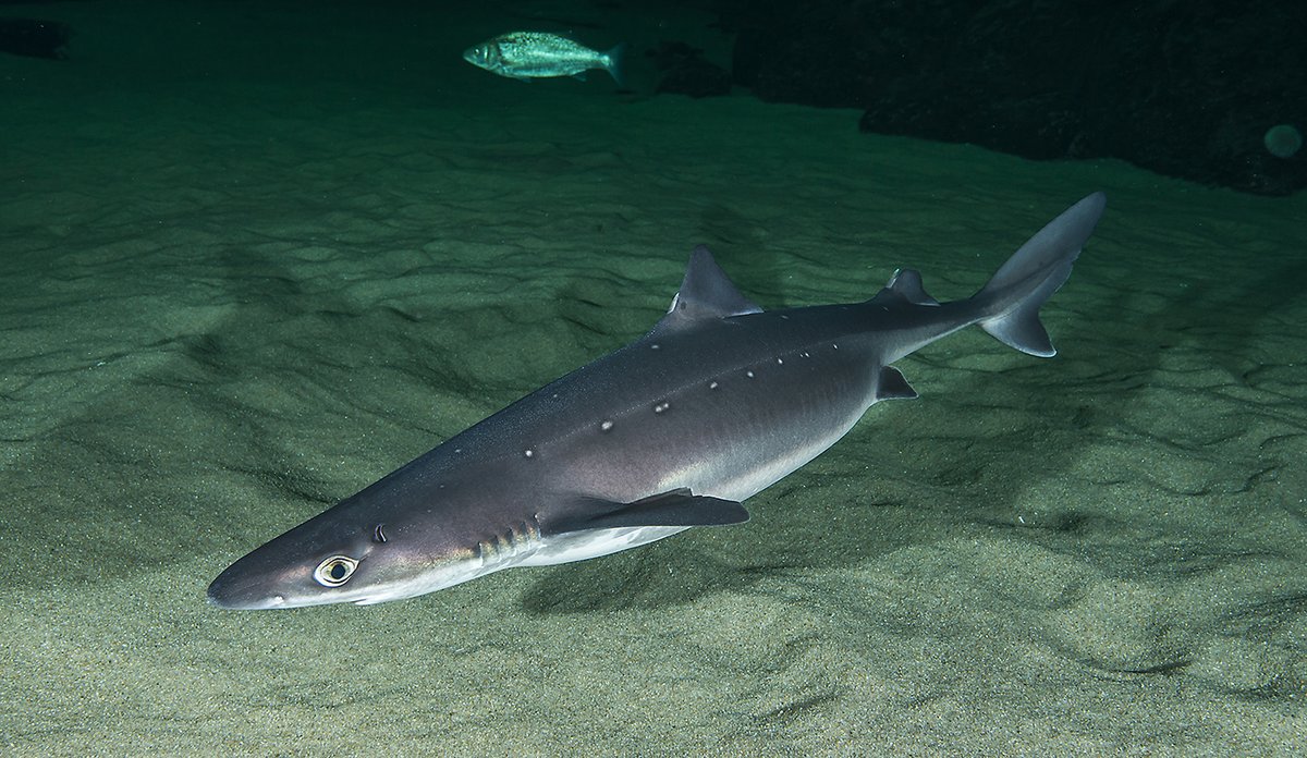 
Pigghå som svømmer under vann. 