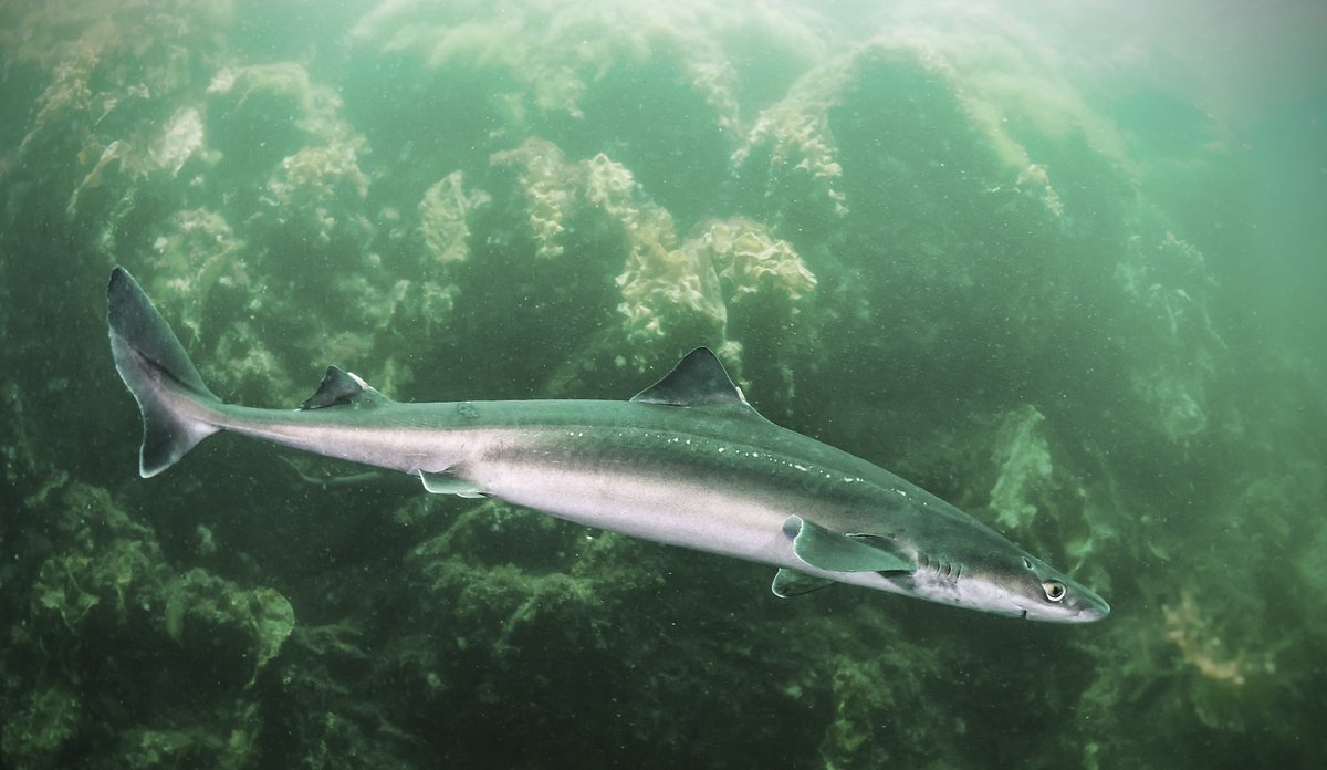 
Pigghå blant tareskog