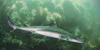 

Spiny dogfish among kelp forest